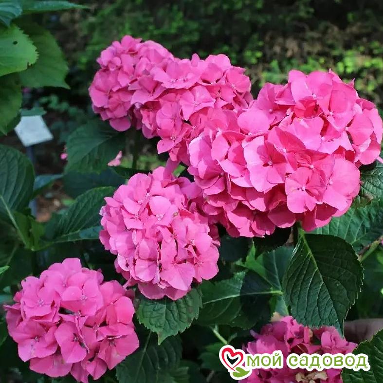 Гортензия крупнолистная Сибилла / Мася ЗКС