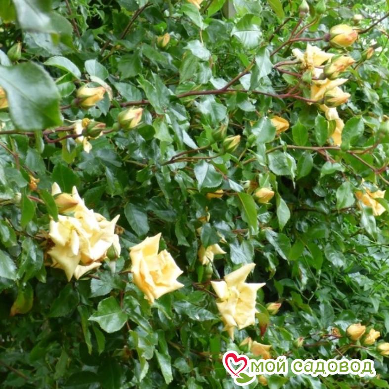 Роза Эмили Грей