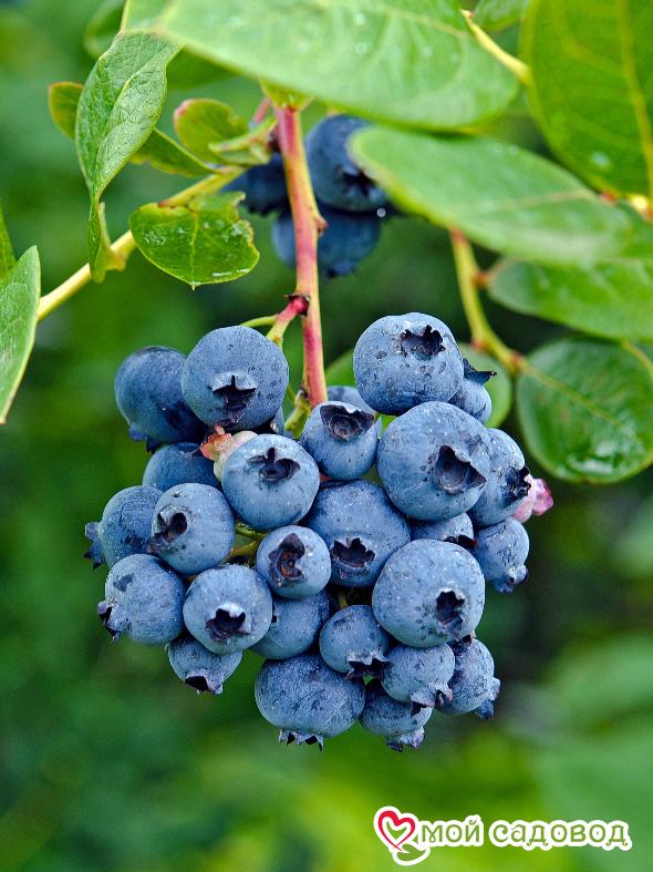 Голубика "Нельсон"