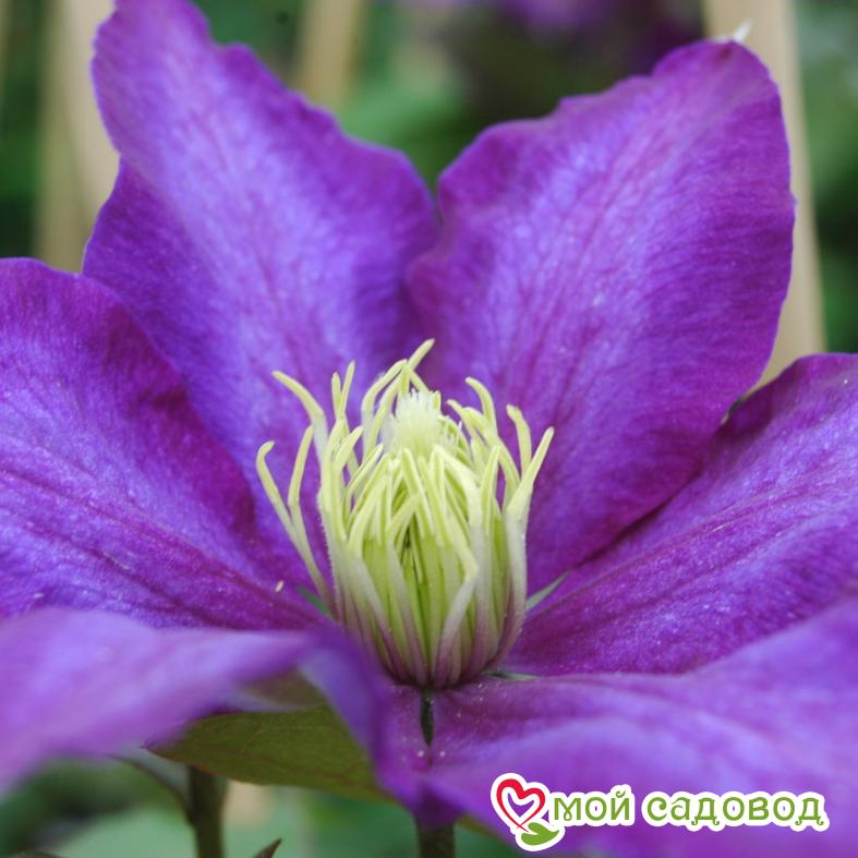 Клематис Даниэль Деронда ЗКС