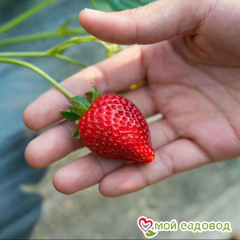 Клубника Бурбон