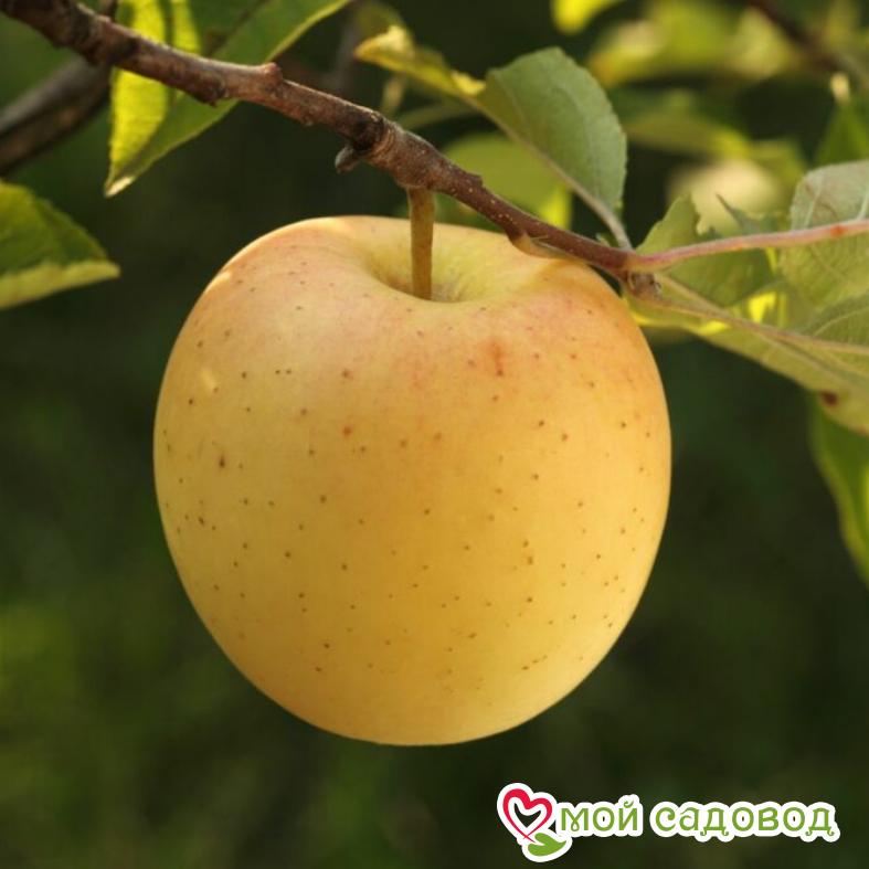 Голден Делишес