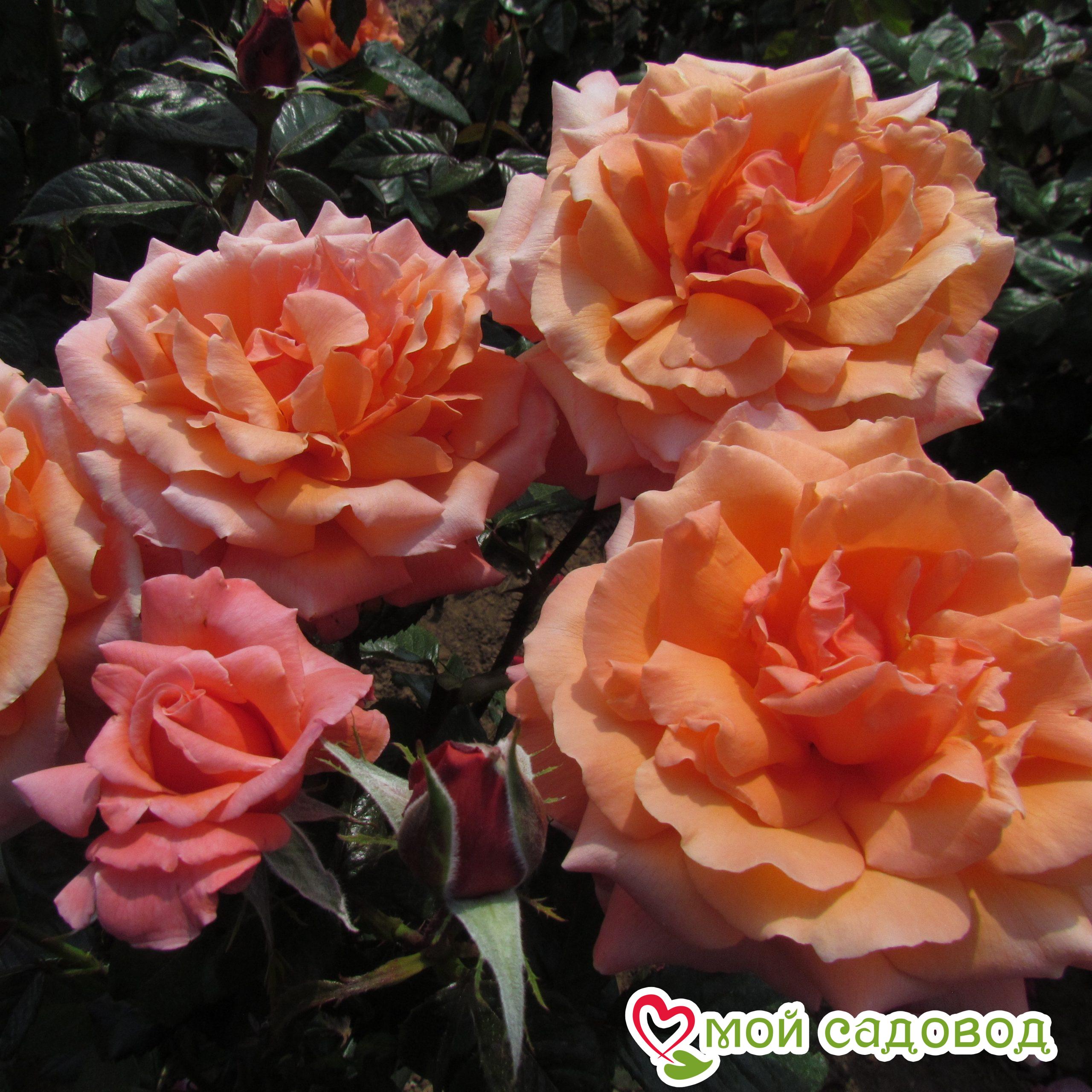 Роза Фольклор