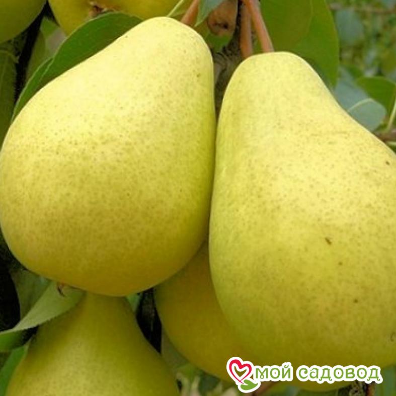 Груша Береженая