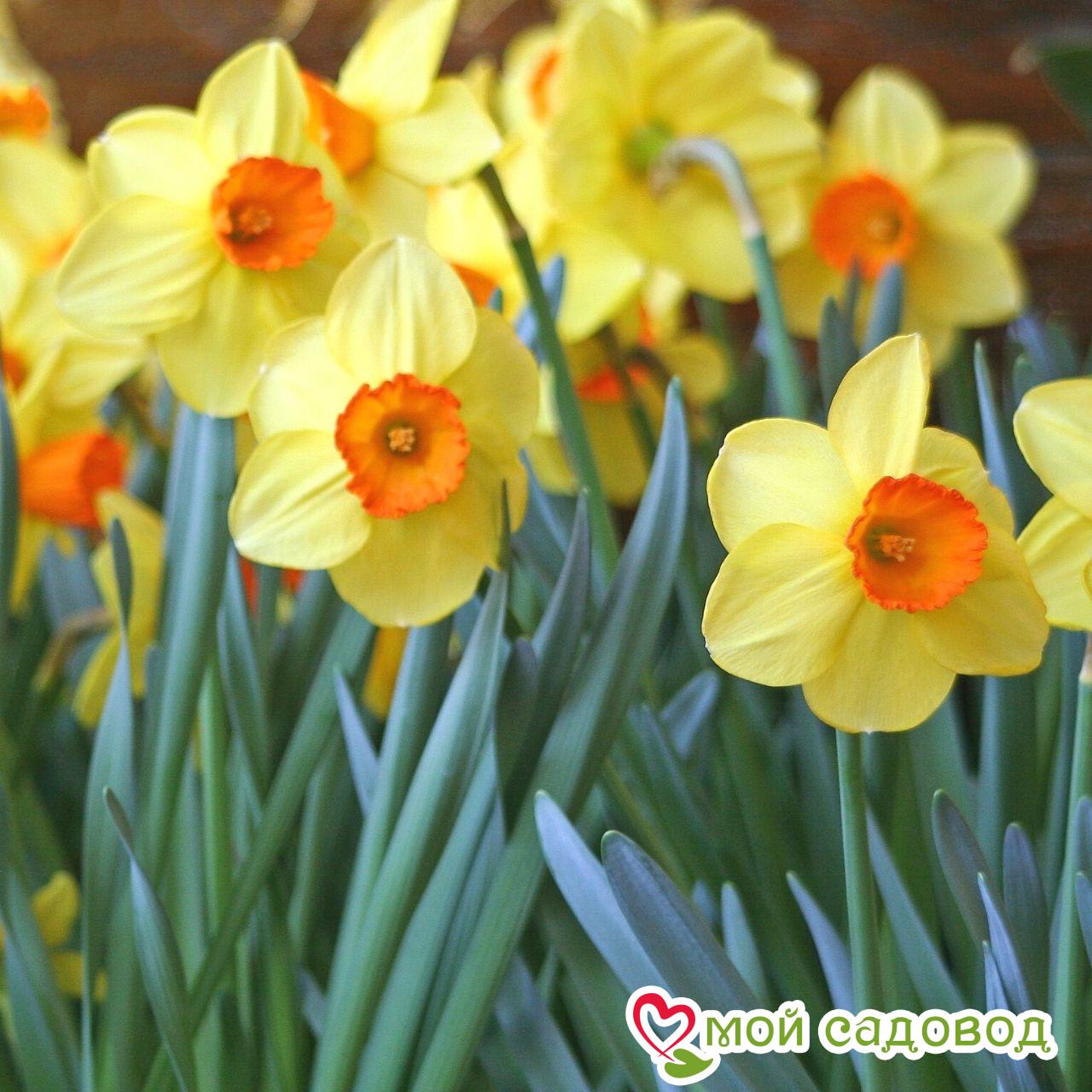 Нарцисс Ред Девон