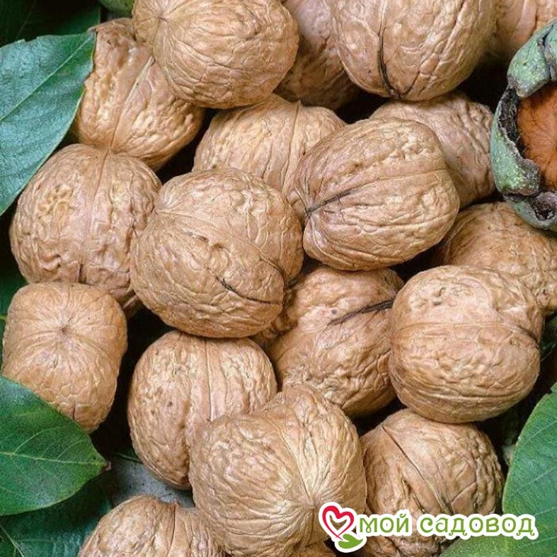 Грецкий орех Великан