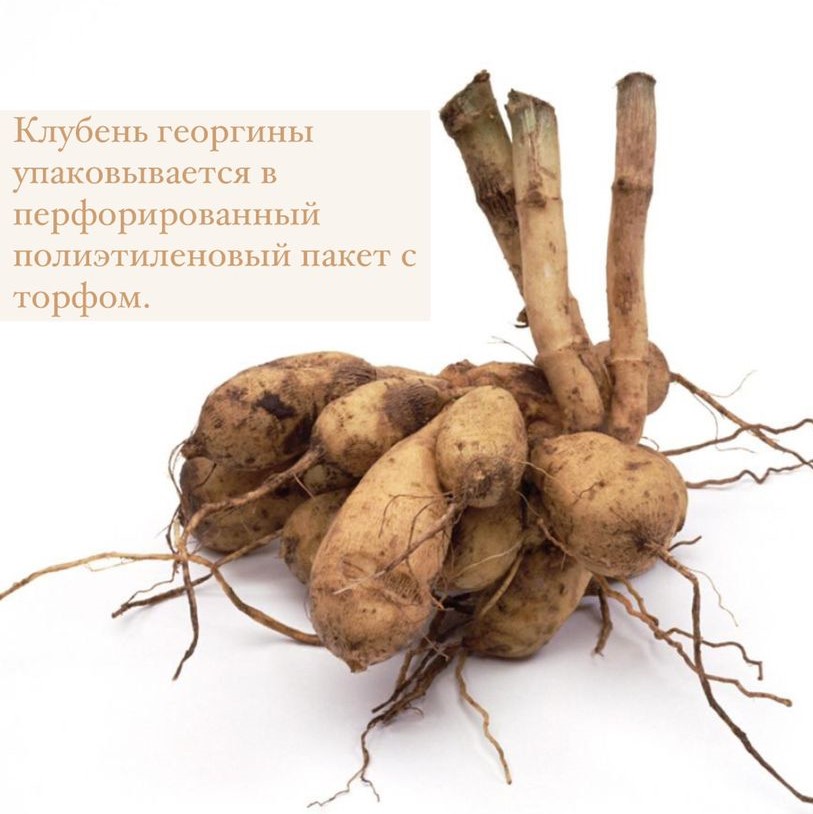 Георгина декоративная Эванах(EVANAH)