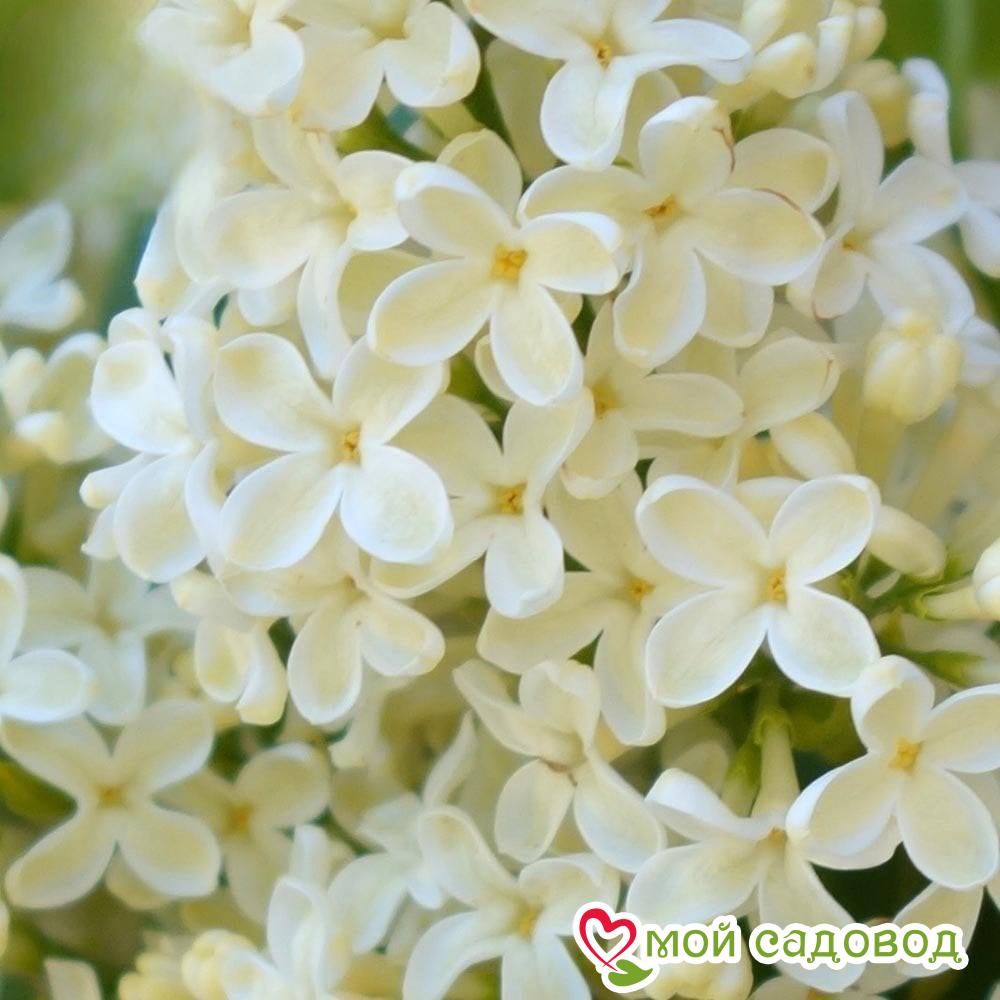 Сирень Примроуз (Primrose)