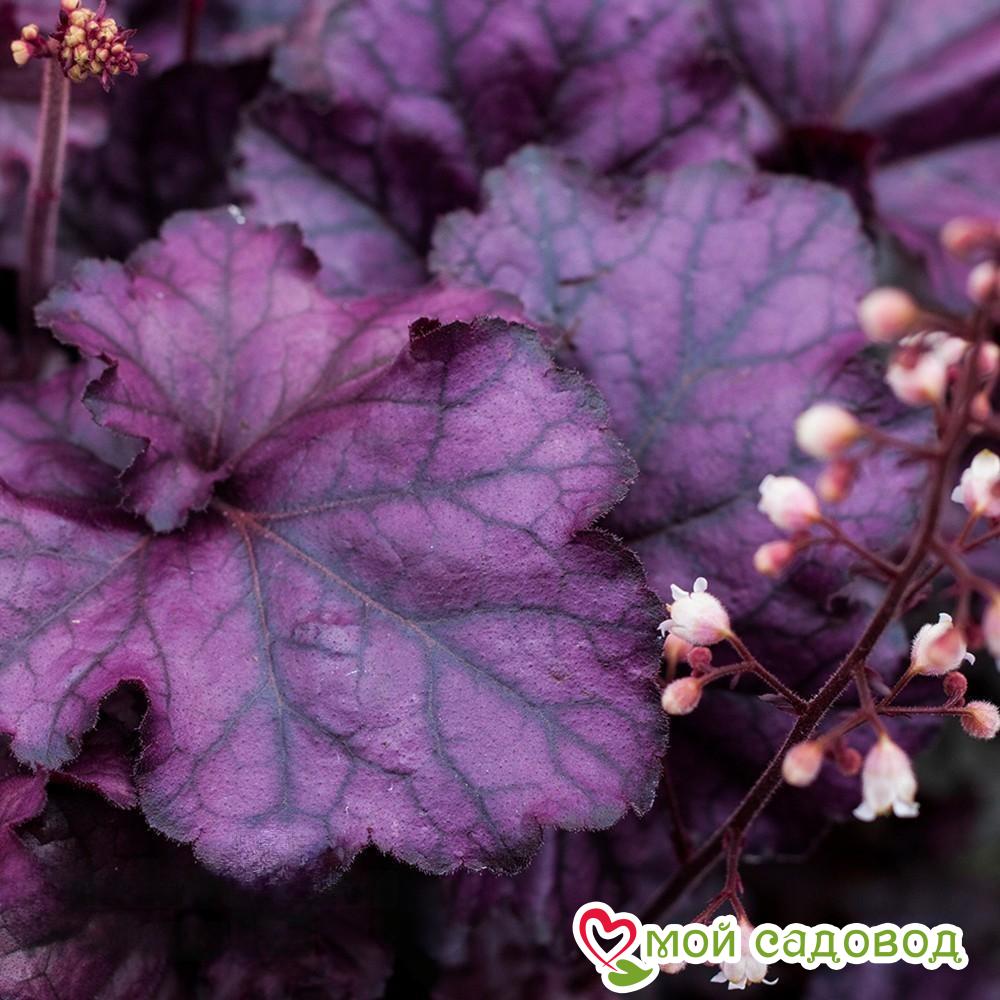 Гейхера Рекс Пурпл