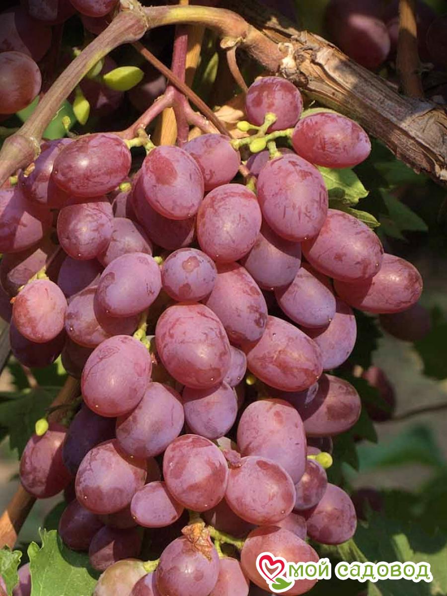 Виноград Покровский плодовый