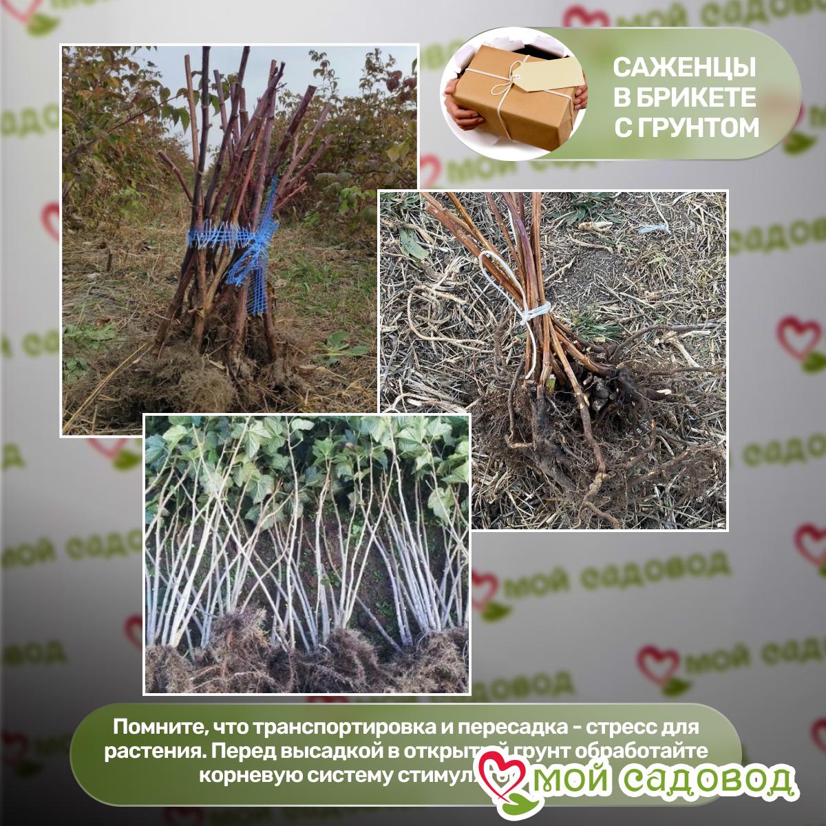 Малина Гордость России