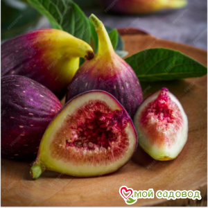 Инжир Крымский Черный